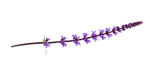 Fotobehang Sprig of purple salvia flowers isolated on white or transparent background © Ortis