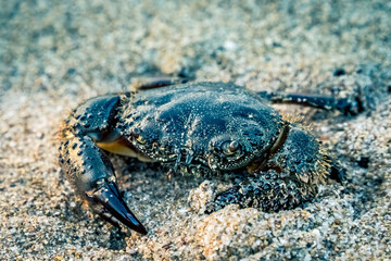 Cangrejo en la playa