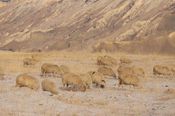 A flock of white sheep grazes on a mountain terrace and eats dry grass in winter Dagestan.