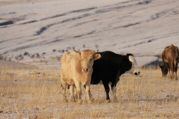 Two cows - beige and black - stand against the backdrop of beige mountains and terraces in Dagestan and look at me.