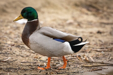 mallard duck standing of the shore of lake. outside of water 