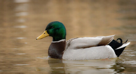 mallard duck (Anas platyrhynchos)  swimming in the water. 