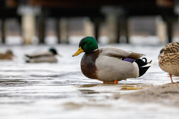 mallard duck (Anas platyrhynchos) standing of the shore of lake.