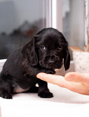 A spaniel puppy gives its owner a paw. Black dog on the background of a blurred window. The dog is one month old. The photo is blurred