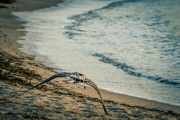 Ave rapaz volando por la playa