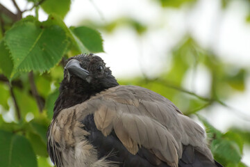 crow on the ground