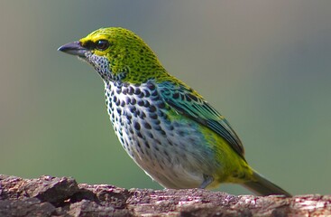Costa Rica birds 