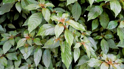 Fresh lush leaves of Hamelia patens also known as Fire bush, Redhead, Scarletbush, Scarlet Bush
