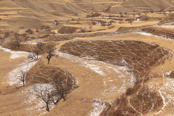 Winding shapes and slopes of ancient agricultural terraces covered with dry grass and snow and planted with peach trees on a winter day in Dagestan.