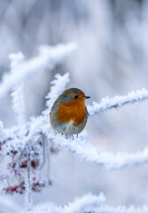 Robin in winter
