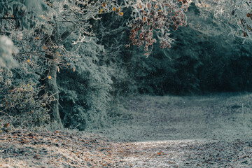 forest