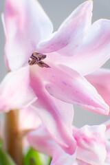 Fototapeta na wymiar Hyacinth bulb with flowers in bloom