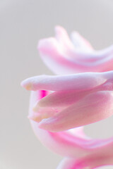 Hyacinth bulb with flowers in bloom