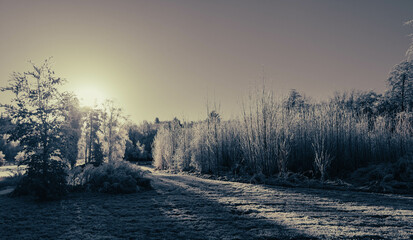 sunrise in the forest