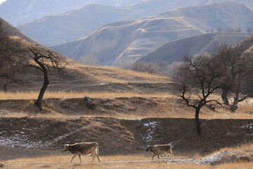 Two cows walk along a mountain terrace with dry grass and peach trees against the backdrop of mountain ranges in winter Dagestan.