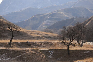 Terraces with dry grass and peach trees against the backdrop of mountain ranges in winter Dagestan.
