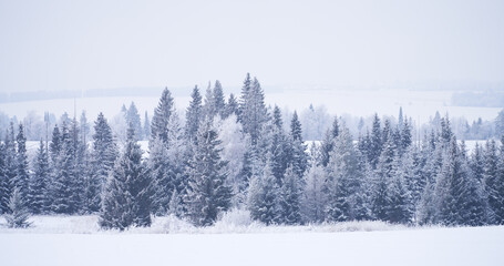 Panoramic view of white pine trees in the hoarfrost among the drifts. Atmosphere in a frosty mist.