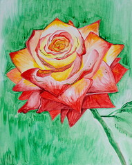 Drawing of bright red fragrant rose, big bud opened, gift for love 14 February. Picture contains interesting idea, evokes emotions, aesthetic pleasure. Canvas stretched. Concept art painting texture - 565694868