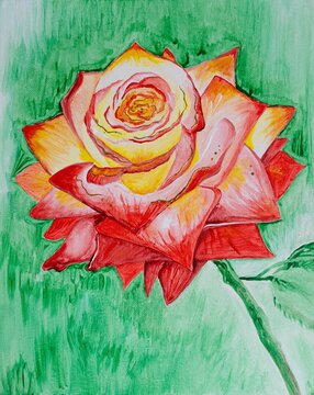 Drawing of bright red fragrant rose, big bud opened, gift for love 14 February. Picture contains interesting idea, evokes emotions, aesthetic pleasure. Canvas stretched. Concept art painting texture
