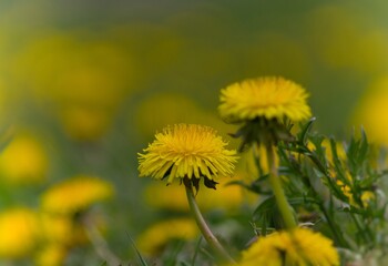  Taraxacum officinale as a dandelion or common dandelion commonly known as dandelion. In Polish it is known as 