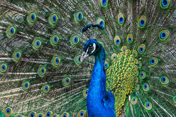 Fototapeta na wymiar Peacock with multi-colored feathers. Wild animal world.