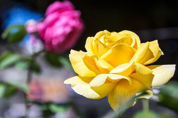 Flower of a blooming yellow rose on a blurred background