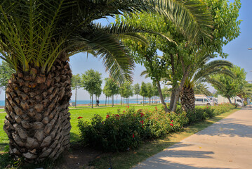 Obraz premium Among the palm trees, there is a blue bike path near the highway. On a clear sunny day in southern countries