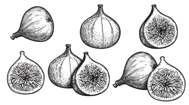 Fig Drawing Stock Photos and Images  123RF