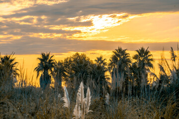 amanecer entre palmeras