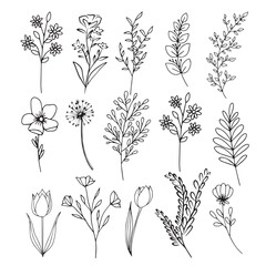 Vector set for drawing wild plants, herbs and flowers, monochrome botanical illustration in vintage style, isolated floral element, hand drawn illustration vector plants flowers sketch
