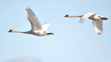 Deurstickers white swan on the lake © Alvaro