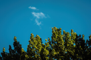Obraz premium cyan sky above green top of trees in the forest