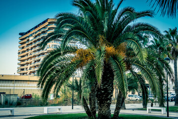Palmera en edificios