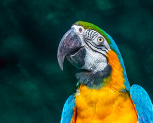 A macaw