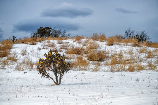 A Snowy, Cloudy Day with a Vibrant Tree as the Focus