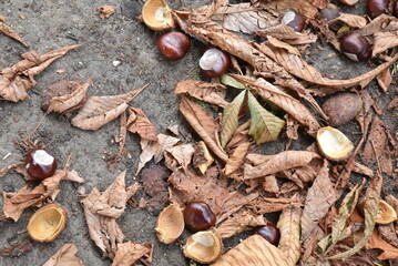 Marrons et feuilles mortes au sol en automne