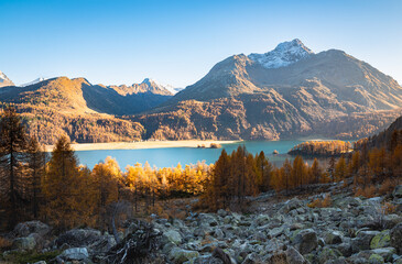 Beautiful wild landscape with golden larch trees around Lake Sils in Engadin Valley, Switzerland
