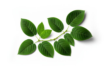 green leaves isolated on white background, generative ai