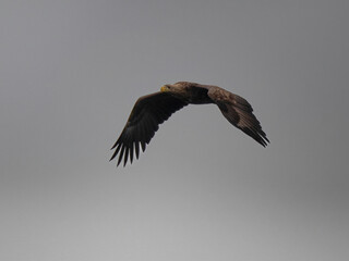 eagle in flight