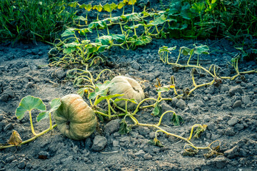 Plantas de Calabazas