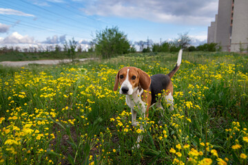 Cute dog in the green grass. Close-up. estonian hound dog