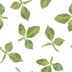 Seamless pattern of green leaves. Watercolor botanical illustration. Isolated on a white background. Hand painting floral print in vintage style. For design of fabric, wrapping paper, wallpaper