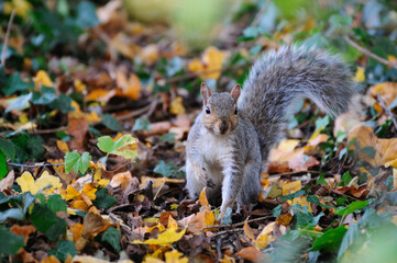 Grey squirrel (Sciurus carolinensis) on the ground in autumn