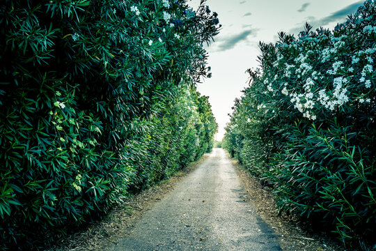 Camino entre adelfas