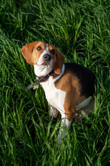 Cute dog in the green grass. Close-up. estonian hound dog