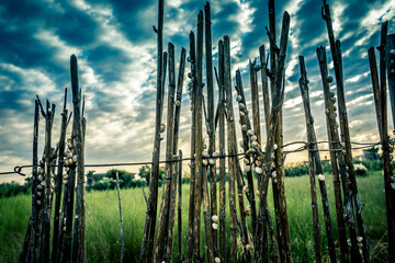 Cañas con caracoles con el cielo de fondo