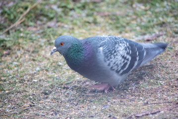 domestic pigeon (Columba livia) 