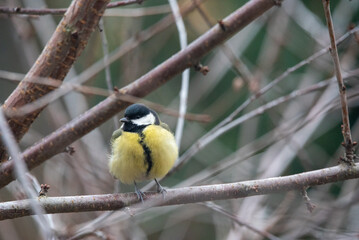 The great tit (Parus major)