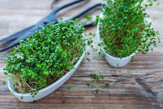 Microgreens in wei&szlig;en Schalen mit alter Schere zum Abschneiden auf h&ouml;lzernem rustikalen Untergrund