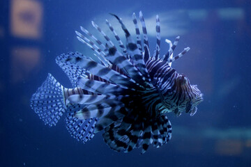 A close-up shot of a lionfish in an aquarium